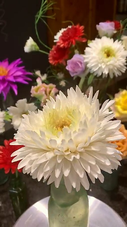 Chocolate Chrysanthemum
